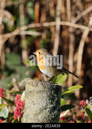 Un europeo Robin (Erithacus rubustecula) appollaiato su un tronco in un giardino rurale a Wakefield, West Yorkshire in una fredda mattina d'inverno. Foto Stock