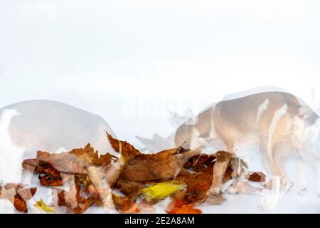 Ghost cane tra foglie d'autunno su sfondo bianco. Un cane Chihuahua felice che gioca. Foto Stock