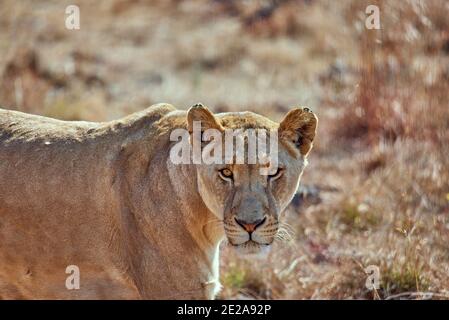 Foresta pluviale tropicale in Africa Centrale Foto Stock