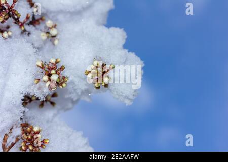 Rametto di blooming cherry plum coperto con improvvisamente caduta neve contro il cielo blu, vista dal basso Foto Stock