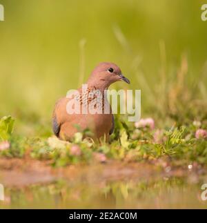 Ridendo colomba (Streptopelia senegalensis). Questo uccello è nativo per l'Africa sub-sahariana, il Medio Oriente e India, dove è noto come il piccolo brow Foto Stock