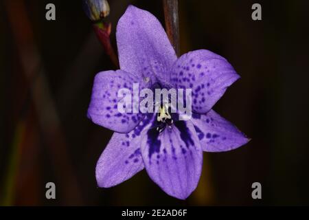 Fiore di orchidee blu di Epiblema grandiflorum, babe-in-a-culla, habitat sulla costa meridionale dell'Australia occidentale, vista frontale con sfondo scuro Foto Stock