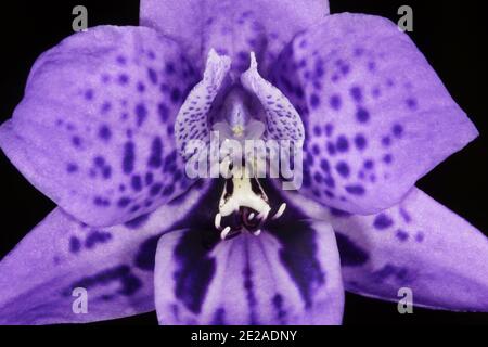 Fiore blu di Epiblema grandiflorum, orchidea babe-in-a-culla, habitat sulla costa meridionale dell'Australia occidentale, vista frontale con sfondo nero Foto Stock