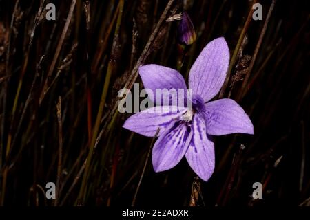 Fiore di orchidee blu di Epiblema grandiflorum, babe-in-a-culla, habitat sulla costa meridionale dell'Australia occidentale, vista frontale con sfondo naturale Foto Stock