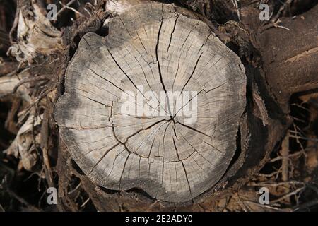 Chiudi una sezione attraverso un tronco d'albero questa mostra gli anelli di crescita marcati. Gli anelli visibili appaiono come conseguenza della variazione del tasso di crescita attraverso la stagione Foto Stock