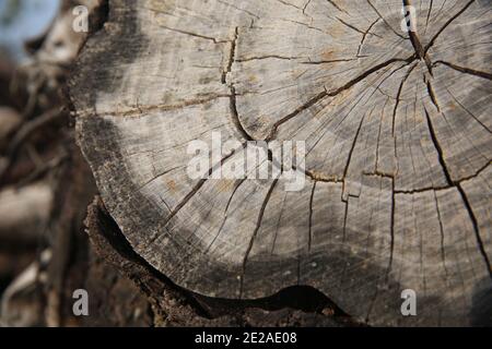 Chiudi una sezione attraverso un tronco d'albero questa mostra gli anelli di crescita marcati. Gli anelli visibili appaiono come conseguenza della variazione del tasso di crescita attraverso la stagione Foto Stock