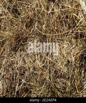 Tessuto di fieno. Le balle di fieno sono impilate in grandi pile. Raccolta in agricoltura. Foto Stock