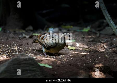 Bar backed Partridge bird foraging per il cibo Foto Stock