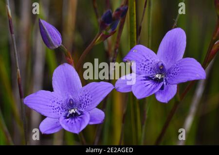 Due fiori di orchidee blu di Epiblema grandiflorum, babe-in-a-culla, habitat sulla costa meridionale dell'Australia occidentale Foto Stock