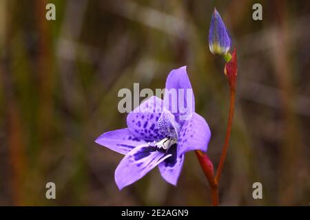 Fiore di orchidee blu di Epiblema grandiflorum, babe-in-a-culla, habitat sulla costa meridionale dell'Australia occidentale, vista laterale con sfondo naturale Foto Stock