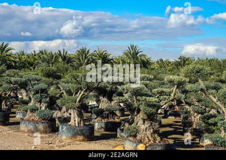 Vivaio per la coltivazione di ulivi in un'ampia zona agricola piana, giardino vicino Elche, Costa Blanca, Spagna Foto Stock