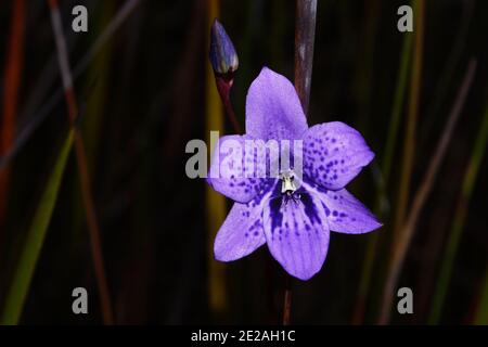 Fiore di orchidee blu di Epiblema grandiflorum, babe-in-a-culla, habitat sulla costa meridionale dell'Australia occidentale, vista frontale con sfondo naturale Foto Stock