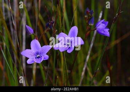 Tre fiori di orchidee blu di Epiblema grandiflorum, babe-in-a-culla, habitat naturale sulla costa meridionale dell'Australia occidentale Foto Stock