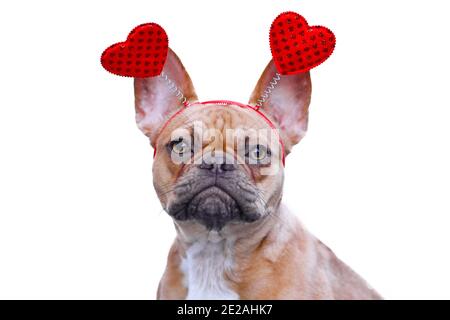 Il cane Bulldog francese indossa una divertente fascia di San Valentino con cuori rossi isolato su sfondo bianco Foto Stock