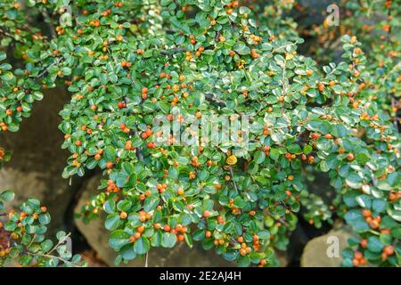 Autunno Rosso Berries e foglie verdi del nano Cotoneaster Horizontalis roccia o muro in un giardino. Foto Stock