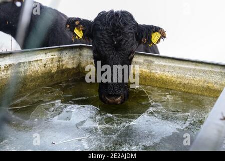 Chanctonbury Ring, Sussex, Regno Unito. 9 GENNAIO 2021 giovane Aberdeen Angus bovino drink da un canale di acqua ghiacciata sulla South Downs Way vicino Chancto Foto Stock