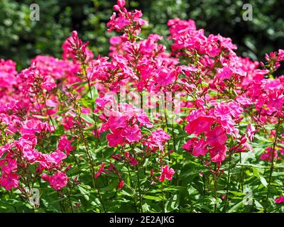 Closeup di rosa brillante Phlox paniculata fioritura in un giardino Foto Stock