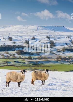 Neve fresca e sole invernale che copre le cime caduto a Wensleydale intorno a Nappa Scar e Addlebrough, North Yorkshire, Regno Unito. Foto Stock