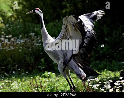 Una gru comune o eurasiatica al punto di decollo Foto Stock