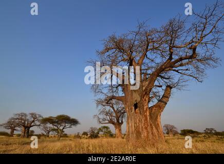 Grande albero di Baobab (Adansonia digitata) nel Parco Nazionale di Tarangire, Tanzania, Africa Foto Stock