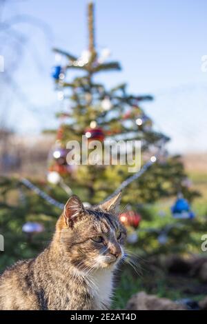 Gatto grigio e albero di Natale con giocattoli sullo sfondo della strada. Tempo dopo le vacanze. Foto Stock