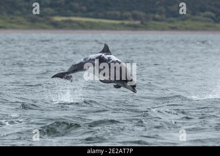 Il delfino ottlenoso conosciuto come Spirtle Off Chanonry Point, nel Moray Firth nelle Highlands scozzesi. Foto Stock