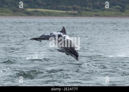 Il delfino ottlenoso conosciuto come Spirtle Off Chanonry Point, nel Moray Firth nelle Highlands scozzesi. Foto Stock