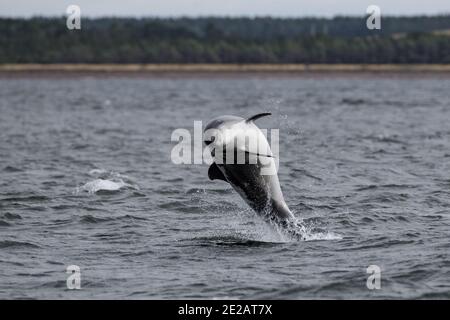 Il delfino ottlenoso conosciuto come Spirtle Off Chanonry Point, nel Moray Firth nelle Highlands scozzesi. Foto Stock