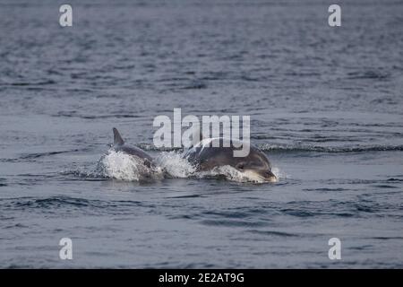 Il delfino ottlenoso conosciuto come Spirtle Off Chanonry Point, nel Moray Firth nelle Highlands scozzesi. Foto Stock