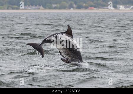 Il delfino ottlenoso conosciuto come Spirtle Off Chanonry Point, nel Moray Firth nelle Highlands scozzesi. Foto Stock