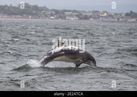 Il delfino ottlenoso conosciuto come Spirtle Off Chanonry Point, nel Moray Firth nelle Highlands scozzesi. Foto Stock