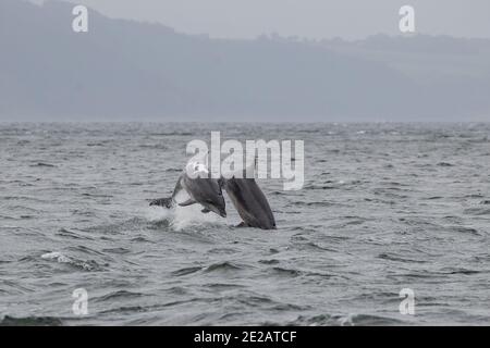 Il delfino ottlenoso conosciuto come Spirtle Off Chanonry Point, nel Moray Firth nelle Highlands scozzesi. Foto Stock