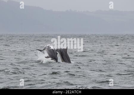 Il delfino ottlenoso conosciuto come Spirtle Off Chanonry Point, nel Moray Firth nelle Highlands scozzesi. Foto Stock