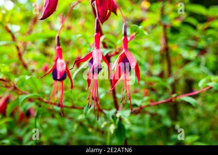 Fucsia fiorito selvatico che cresce nella contea di Donegal - Irlanda. Foto Stock