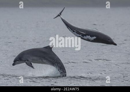 Il delfino ottlenoso conosciuto come Spirtle Off Chanonry Point, nel Moray Firth nelle Highlands scozzesi. Foto Stock