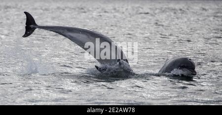 Il delfino ottlenoso conosciuto come Spirtle Off Chanonry Point, nel Moray Firth nelle Highlands scozzesi. Foto Stock