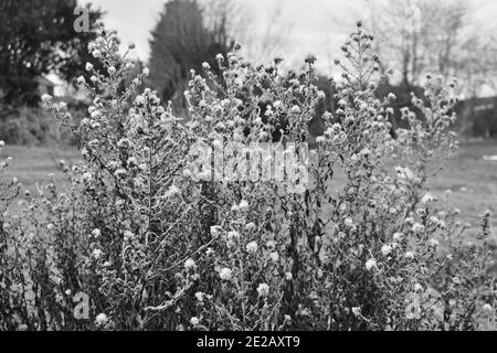 immagine in primo piano in bianco e nero di una bella brina coperta piante in fiore in un parco all'aperto in una giornata di sole in inverno Foto Stock