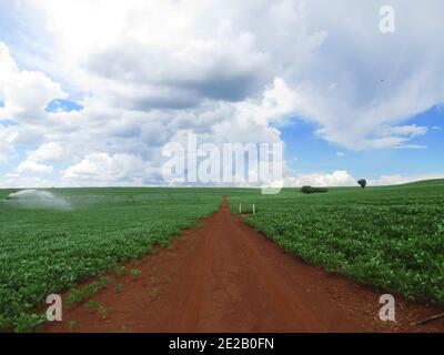 Strada sterrata in una piantagione di soia vivida e verde con sistema di irrigazione. Cielo azzurro nuvoloso Foto Stock
