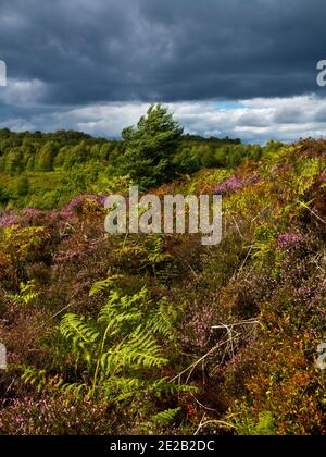 Cielo drammatico tempestoso su Stanton Moor a fine estate in L'area di Derbyshire Dales del Parco Nazionale del Peak District Inghilterra Regno Unito Foto Stock