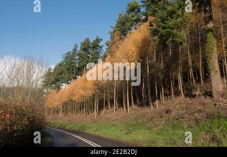 Colore di autunno sugli alberi europei decidui di Larice (Larix decidua) in una foresta di Douglas Fir dal lato di una strada di campagna in Devon rurale, Inghilterra, Regno Unito Foto Stock