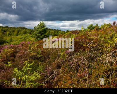 Cielo drammatico tempestoso su Stanton Moor a fine estate in L'area di Derbyshire Dales del Parco Nazionale del Peak District Inghilterra Regno Unito Foto Stock