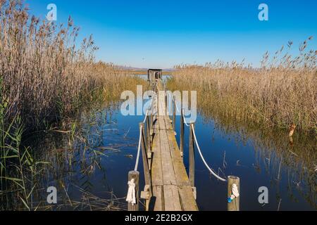 El Hondo de Elche, riserva naturale dei laghi e degli uccelli di Fondo de Elche, Costa Blanca, Spagna Foto Stock