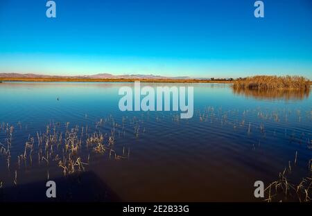 El Hondo de Elche, riserva naturale dei laghi e degli uccelli di Fondo de Elche, Costa Blanca, Spagna Foto Stock