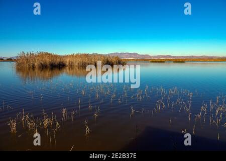 El Hondo de Elche, riserva naturale dei laghi e degli uccelli di Fondo de Elche, Costa Blanca, Spagna Foto Stock