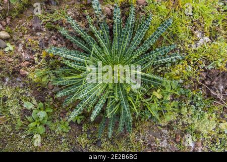 Dyer's Rocket (Reseda luteola) lunghe foglie lucide di verde scuro, fiorenti giugno/agosto. Herefordshire Regno Unito. Dicembre 2020 Foto Stock