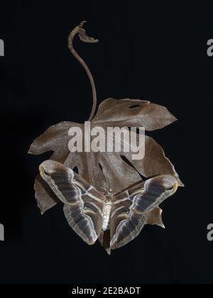 Falena di seta dal vivo (Samia cynthia) perching su una foglia marrone di un colore simile Foto Stock