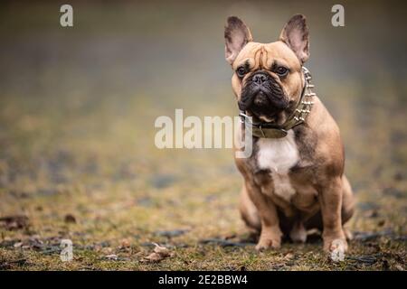 Il bulldog francese marrone si siede a terra con le sue orecchie in su. Foto Stock