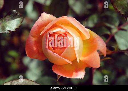 Rosa Lady Emma arancio rosa in fiore durante l'estate mesi Foto Stock