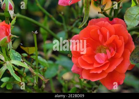 Rosa 'mano in mano Haraztec' arancio rosa in fiore durante i mesi estivi Foto Stock