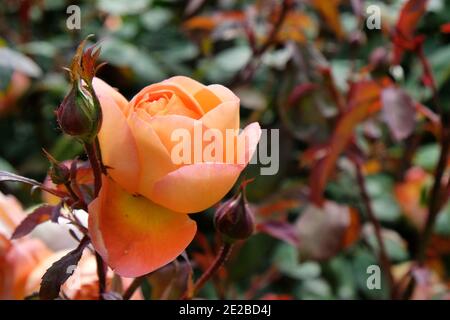 Rosa Lady Emma arancio rosa in fiore durante l'estate mesi Foto Stock